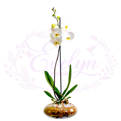 ORQUIDEA BOINA EVE